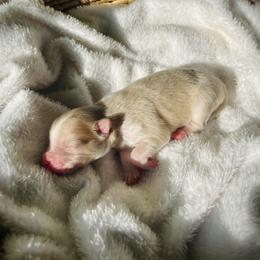 Santorini - White male Pomsky puppy in Greenville, South Carolina from Thicketty Mountain Pomskies