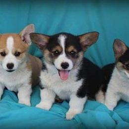 Miniature Australian Shepherd, Pembroke Welsh Corgi, and Yorkshire Terrier Puppies from Happy Tails