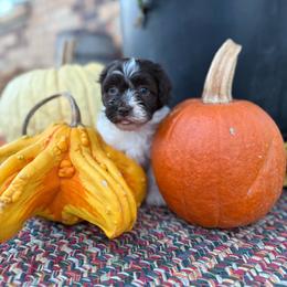 Casey (IH) - Black and white female Havanese puppy in Reese, Michigan from Windy Hill Havanese