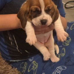 PEPPERMINT - Mahogany and white female Basset Hound puppy in Lexington, Kentucky from Hound Ridge Meadows