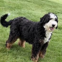Lola - Bernedoodle