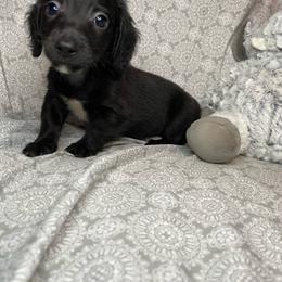 Cole - Black male Dachshund puppy in Norman, Oklahoma from Country Chapel Dachshunds