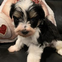 Maple - Parti female Miniature Schnauzer puppy in Kentucky from Mrs Bs Teeny Schnauzers & Doodles