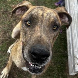 Great Danes from Moonwater Danes
