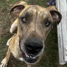 Great Danes from Moonwater Danes