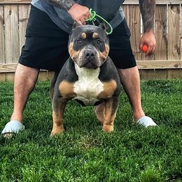 OBIE - American Bully