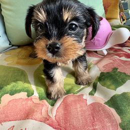 Yorkipoo and Yorkshire Terrier Puppies from Yorkie Oodle Doodle