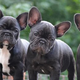 French Bulldogs from Roje’s
