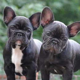 French Bulldogs from Roje’s
