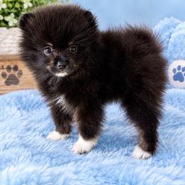 Sylvester - Black and tan male Pomeranian puppy in Eagle Pass, Texas from Texas Tumbleweed Poms