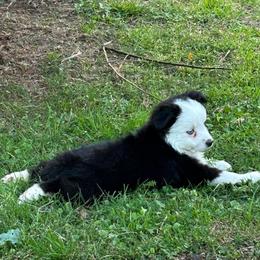 Girl 1 - Black tri female Miniature Australian Shepherd puppy in Hokes Bluff, Alabama from Alegria Toy Aussies