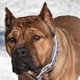 Sakari - Cane Corso