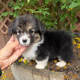 Biscuit - Black and tan male Pembroke Welsh Corgi puppy in Bakersfield, California from Kern River Corgis