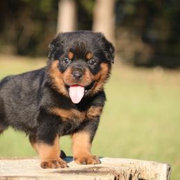 Hondo - Black and mahogany male Rottweiler puppy in Uniontown, Alabama from CedarBluff Rottweilers
