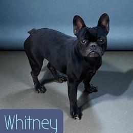 Whitney - Black female French Bulldog puppy in Connersville, Indiana from MoonShine Babies