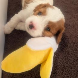 Oakley - Blenheim male Cavapoo puppy in Newport, North Carolina from Crystal Coast Cavapoodles