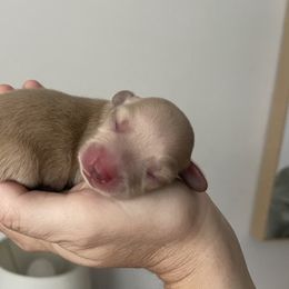 Girl 2 - Cream Dachshund puppy in California from Posh Little Doxies
