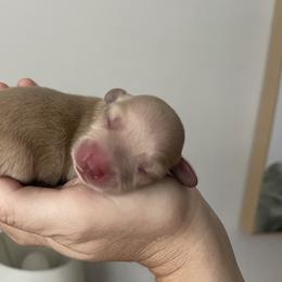 Girl 2 - Cream Dachshund puppy in California from Posh Little Doxies
