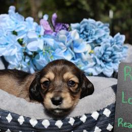 Rolo (light blue collar) - Cream male Dachshund puppy in Prospect, Oregon from Spunky Sausage Pups