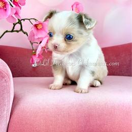 Yuji - Silver and white male Chihuahua puppy in Anderson, South Carolina from Lil Treasures Chihuahuas