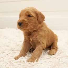 Kovu - Red Collar - Apricot male Goldendoodle puppy in Arlington, Washington from Anderson Goldendoodles