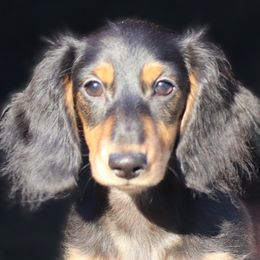 Wednesday - Black and tan female Dachshund puppy in Azle, Texas from American Dachshunds