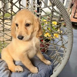 Daisy Mae - Cream female Goldendoodle puppy in Pensacola, Florida from Goldendoodles Love You in Pensacola Friend Edition