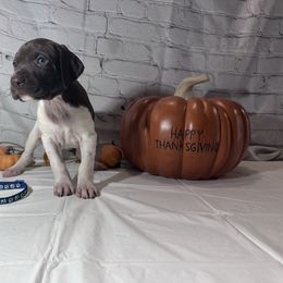 Blue - Liver and white male German Shorthaired Pointer puppy in Newton Grove, North Carolina from Wayalife Labradors & Gsp’s