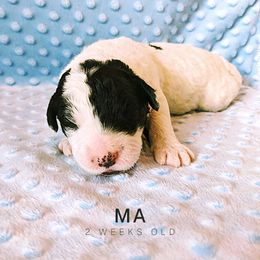 Sheepadoodle Puppies from Blue Spruce Doodles