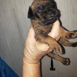 Lacy - Black and tan female Brussels Griffon puppy in Nc, Florida from Brusseluv2