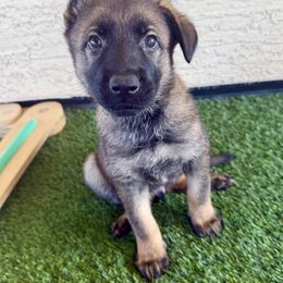 Navy - Sable male German Shepherd puppy in Buckeue, Arizona from Légende Vivante Du Chief Kennel