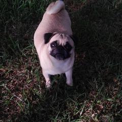Muffin - Pug