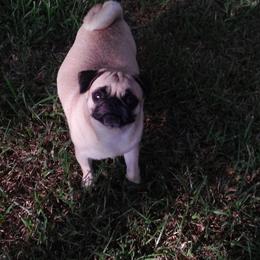 Muffin - Pug