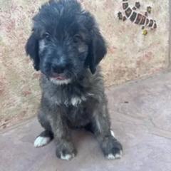 Saint Berdoodles from Creswell Doodles