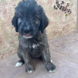 Saint Berdoodles from Creswell Doodles