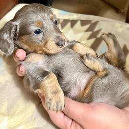 Silver - Blue and cream female Dachshund puppy in Glendale, Arizona from Collier Dachshunds