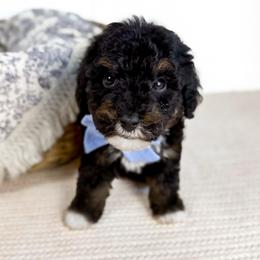Mike - blue collar boy - Tri-color male Cavapoo puppy in Melbourne, Florida from Space Coast Doodle Co.