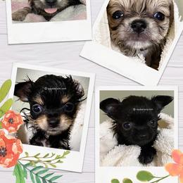 Chihuahua Puppies from Bayberry Chihuahuas