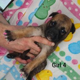 Girl 4 - Fawn sable female Belgian Malinois puppy in Marshall, Michigan from Dream K9
