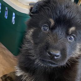 German Shepherd Puppies from Markenhaus Working German Shepherds