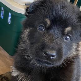 German Shepherd Puppies from Markenhaus Working German Shepherds