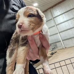 Rusty - Red merle male Australian Shepherd puppy in Almo, Kentucky from Riley's Paw Pals
