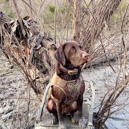 Dilute Retriever and Labrador Retriever Puppies from CKB Labradors