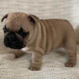 Zuma - Fawn female French Bulldog puppy in Arkadelphia, Arkansas from Fralala Frenchies