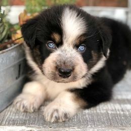 Australian Shepherd, Dachshund, and Miniature Australian Shepherd Puppies from Outlaw Aussies & Doxies