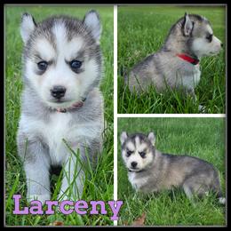 Larceny - Gray and white female Siberian Husky puppy in Merrill, Michigan from Haase Family Kennels