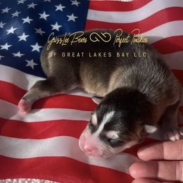 Rebellion - Wolf sable male Pomsky puppy in Bay City, Michigan from GrizzLee Bears Perfect Pomskies