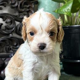 Grant - Blenheim male Cavapoo puppy in Grove, Oklahoma from Rocky Oak Cavaliers & Biewer Terriers LLC
