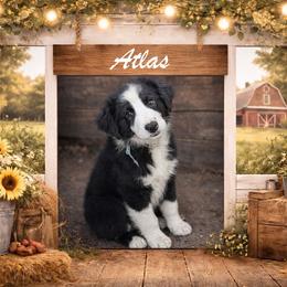 Atlas - Black & white male Australian Shepherd puppy in Citra, Florida from AEW Farm