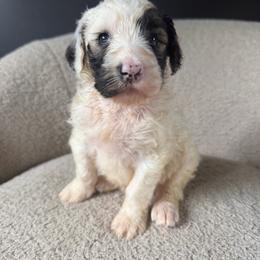 Lucy - Grizzle and white female Sheepadoodle puppy in Lowville, New York from Adirondack Goldendoodles
